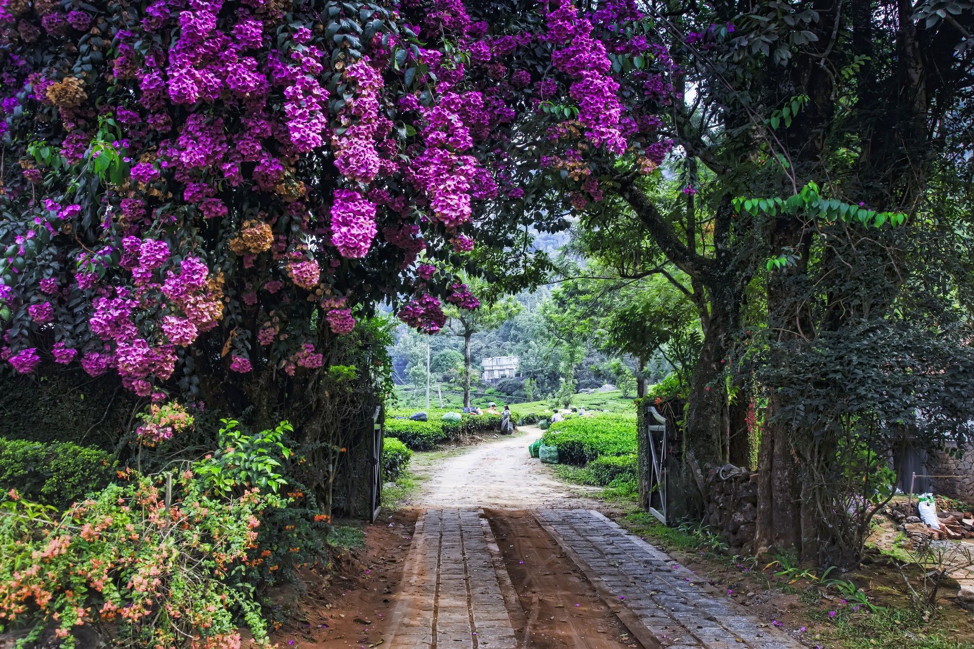 Windermere Estate Munnar Zewnętrze zdjęcie